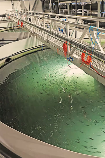 Aquaculture shrimp farming